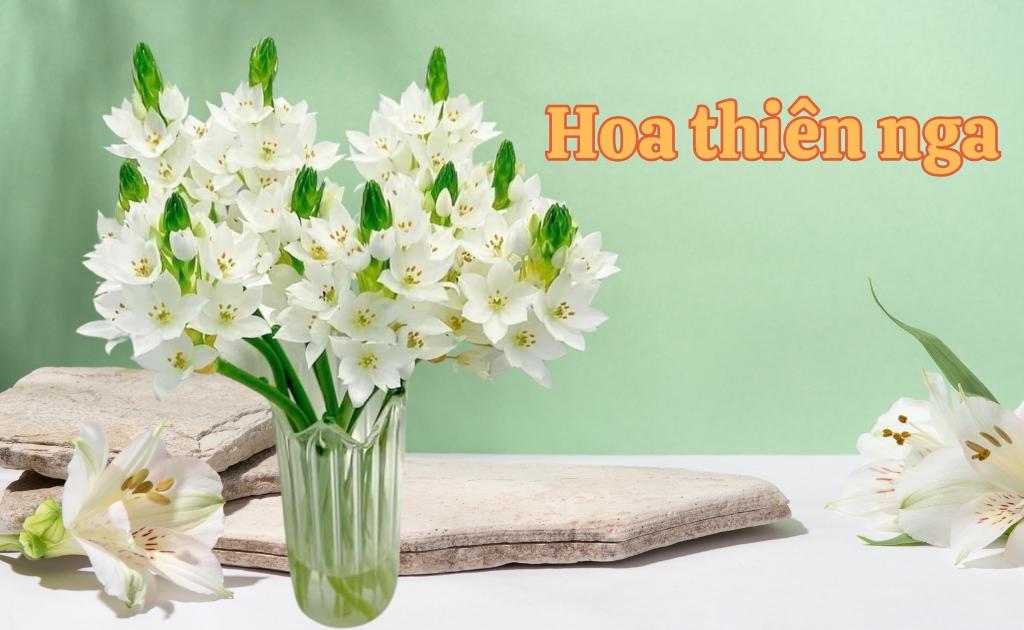 Đặc điểm nhận diện và vẻ đẹp độc đáo của hoa thiên nga mắt ngọc
